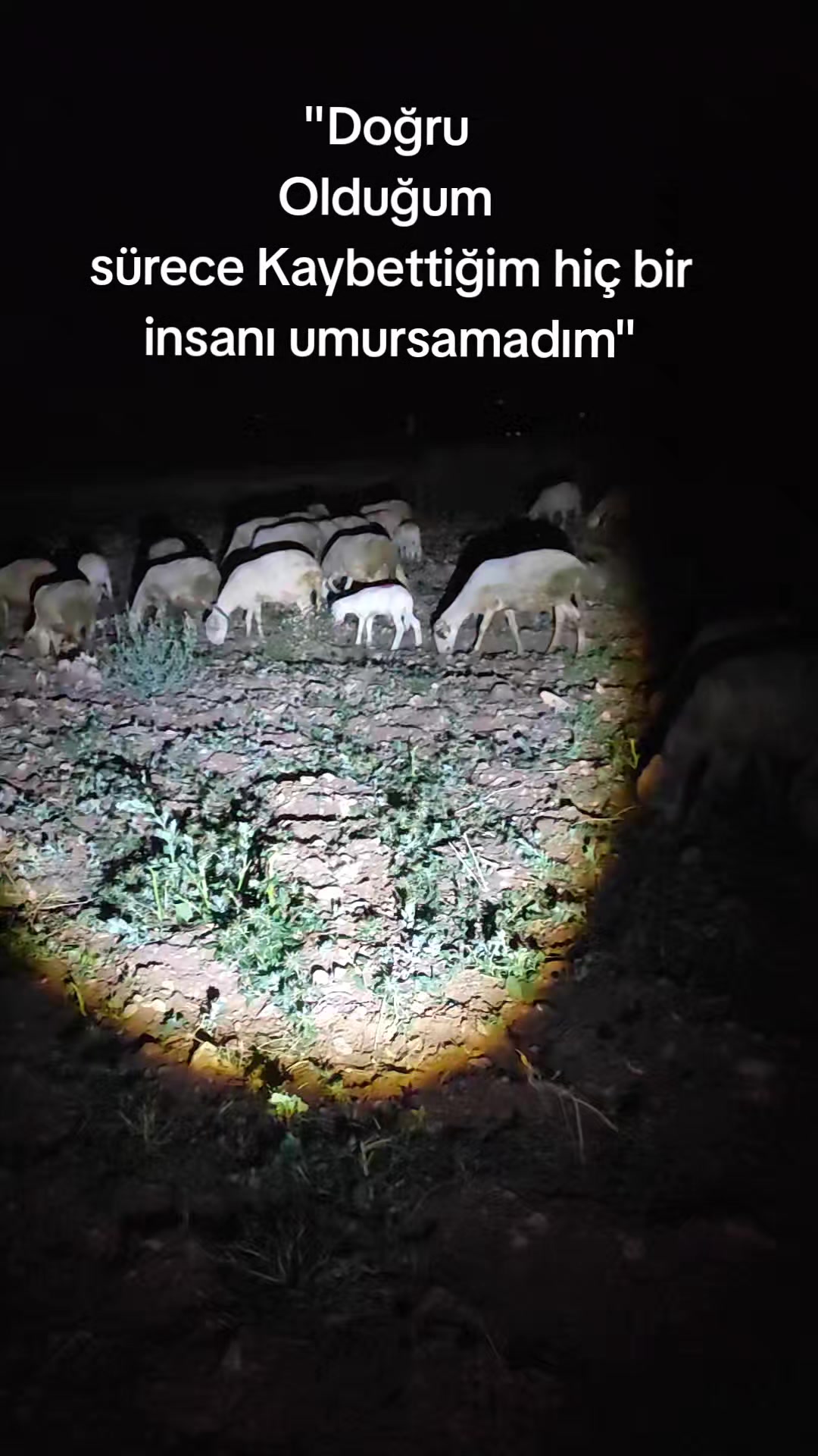 @Vural_koyunculuk_03