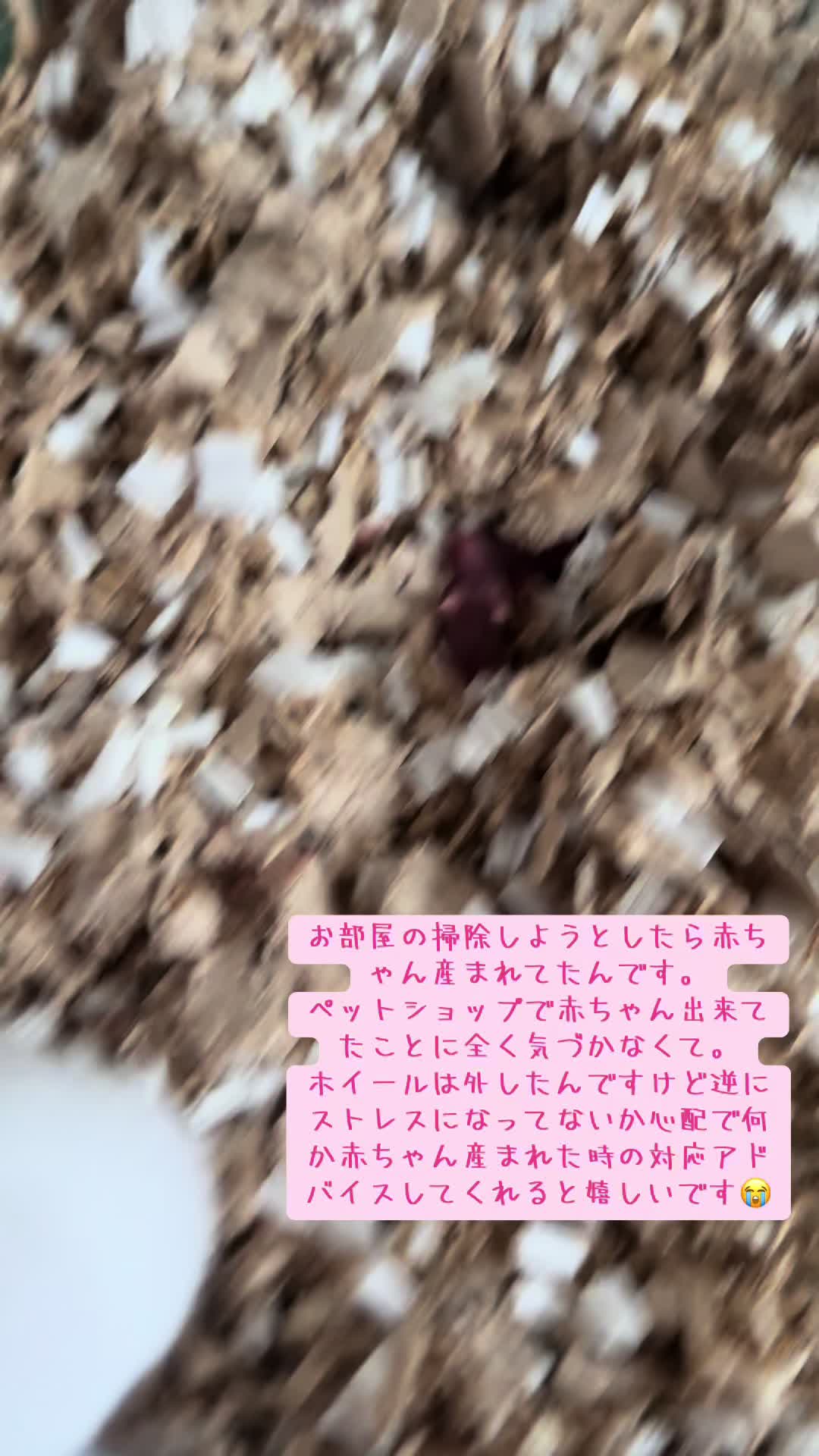 @田舎のネズミ