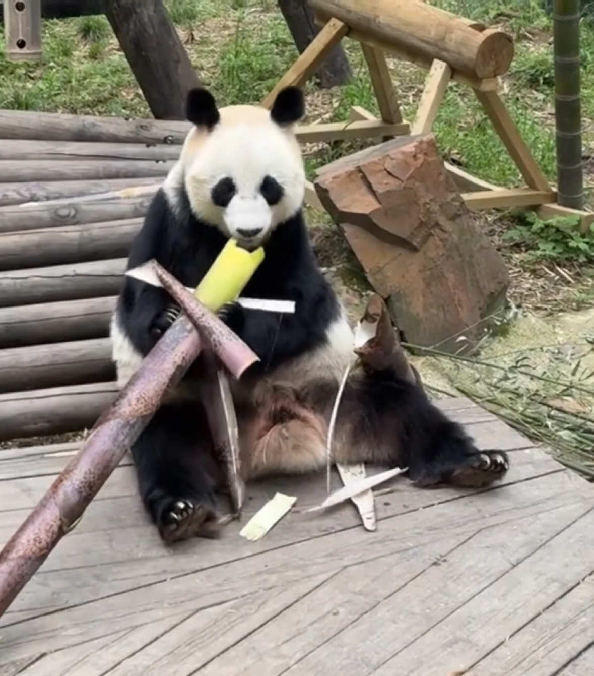@Cute Animals 🐼