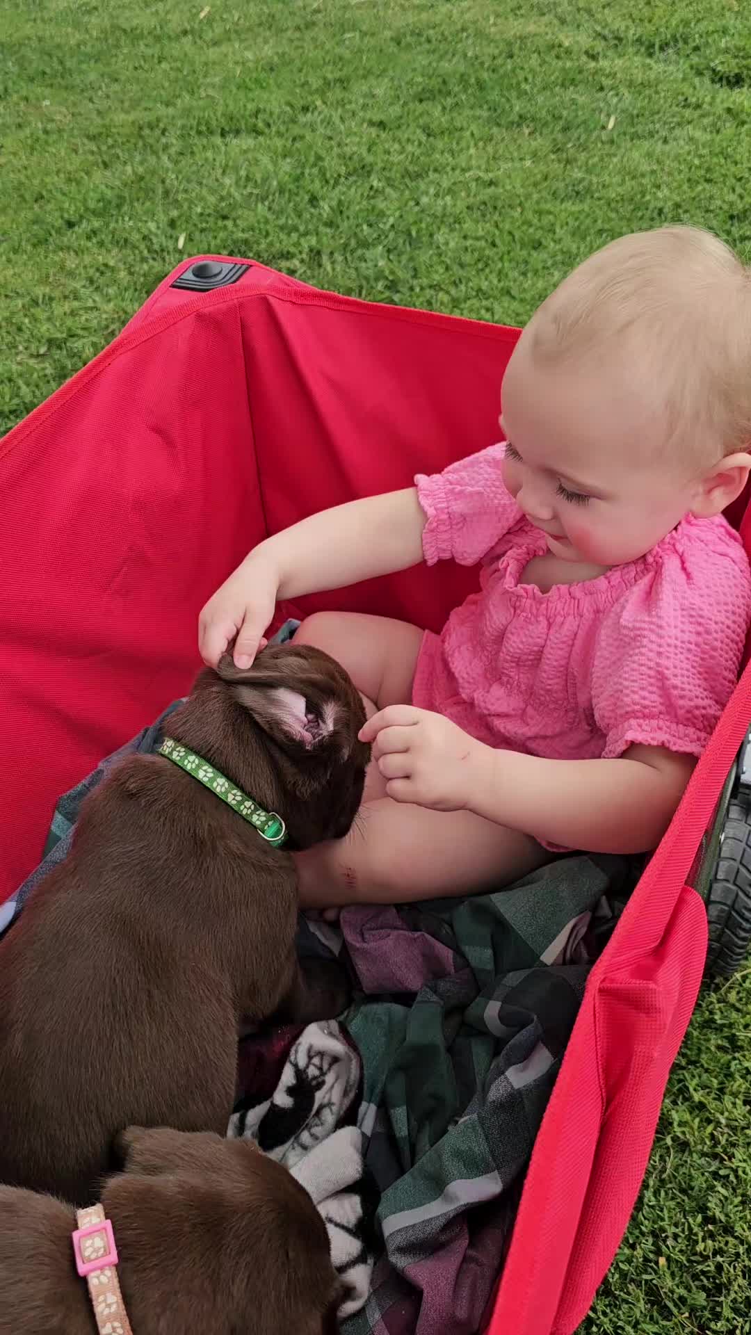 @Lindley Labradors