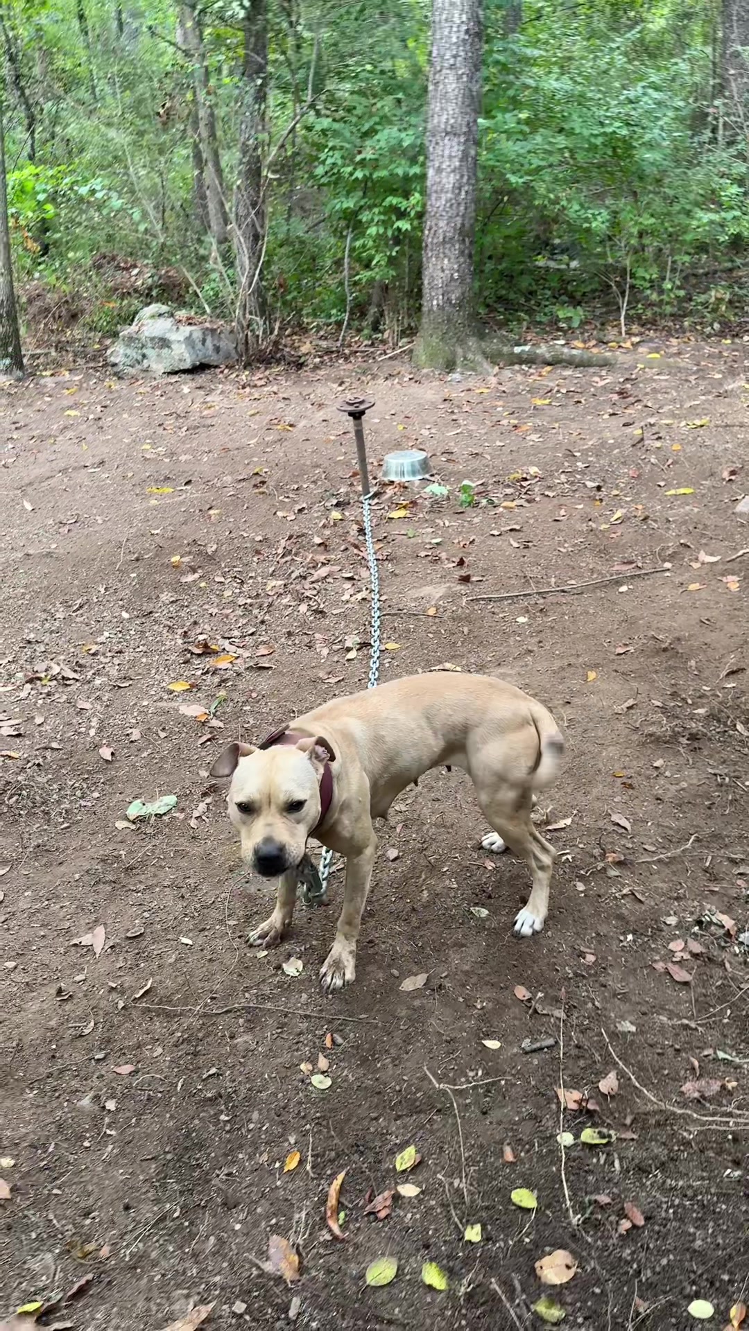 @ConcreteJungle_apbt