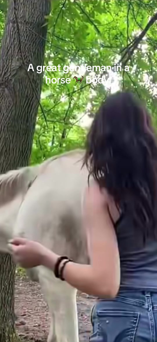 @PERFECT HORSES FOR ADOPTION