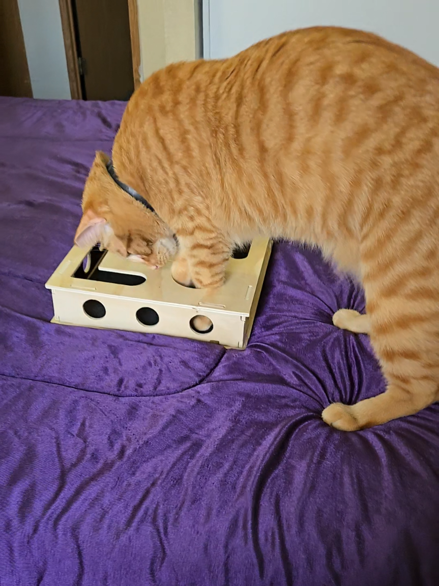 @🍀Mandy🐈📝