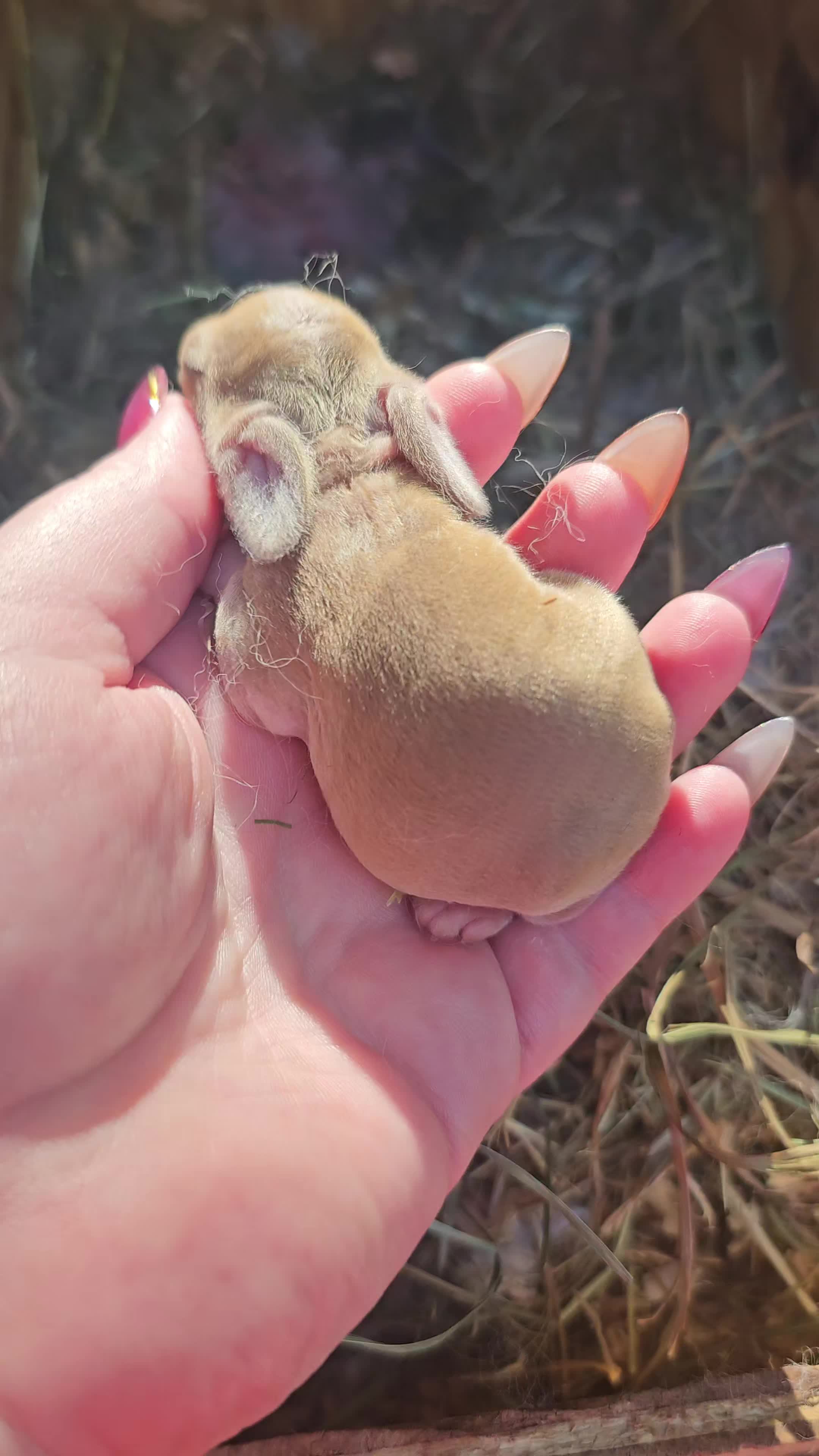@Darling Rabbitry