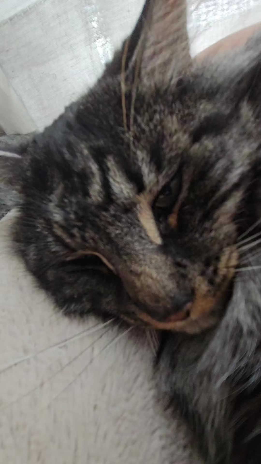 @kitty