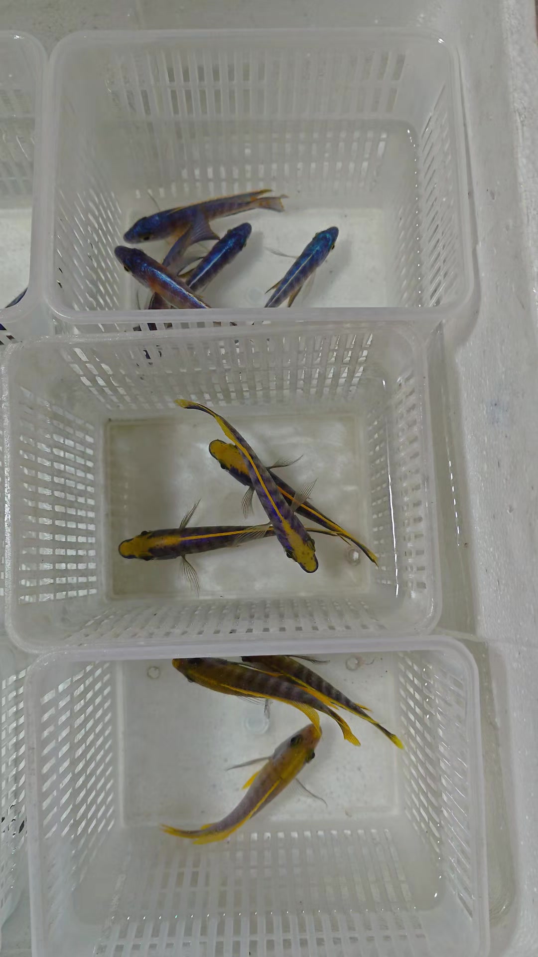 @Long life pet fish co. Ltd