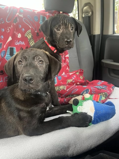 @One Love Animal Rescue Group