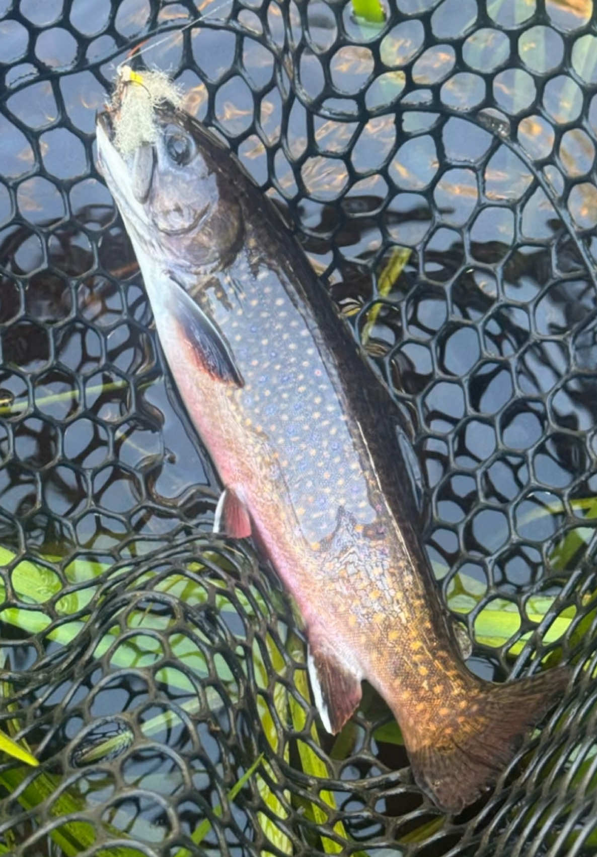 @FlyFishDelawhere