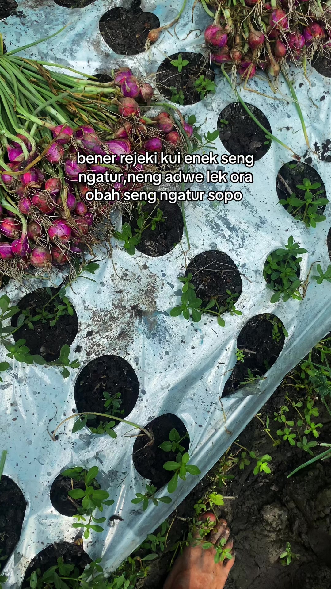 @erfn