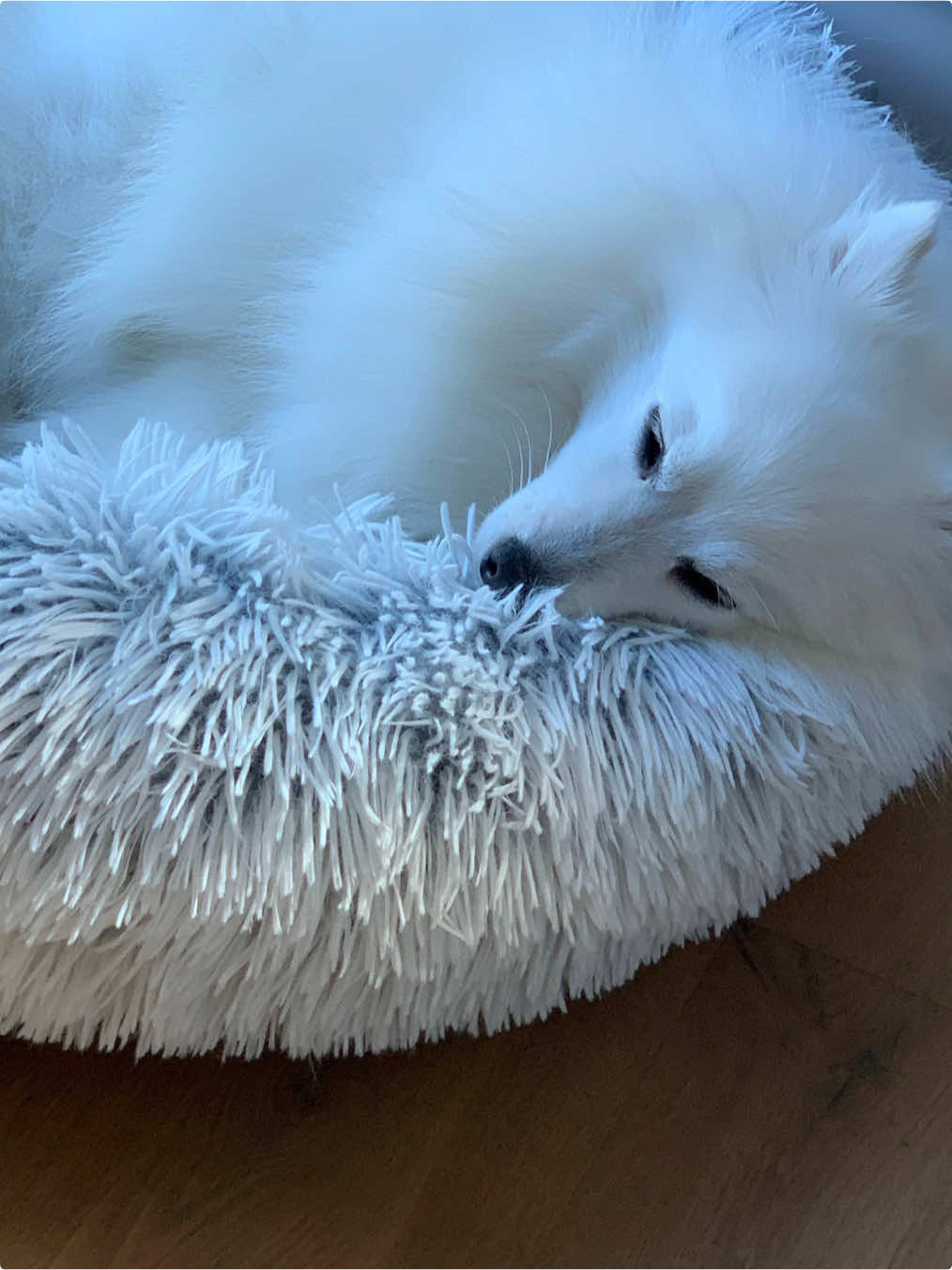 @Petworks.com