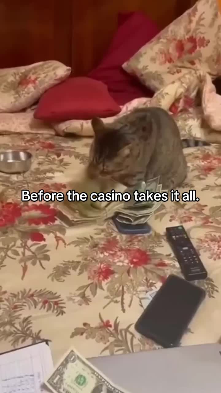 @Meow kitty