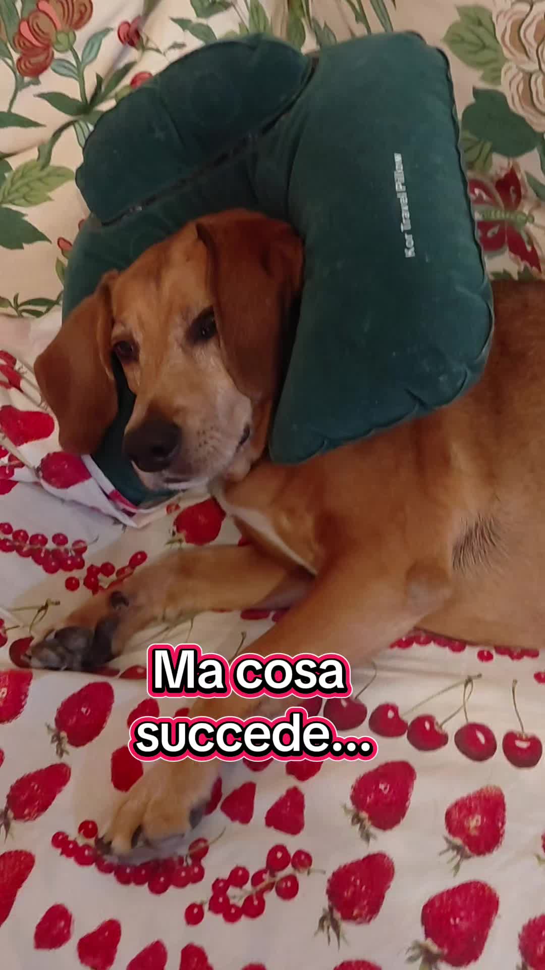 @Benjitoitaliano20