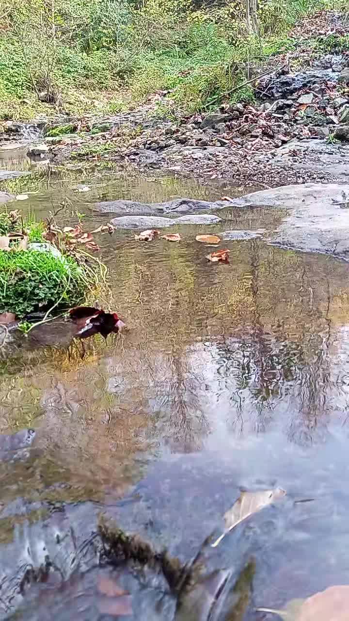 @❦❧❦🐦&zwj;🔥 🄾🄽🅄🅁🐦&zwj;🔥 ❦❧❦