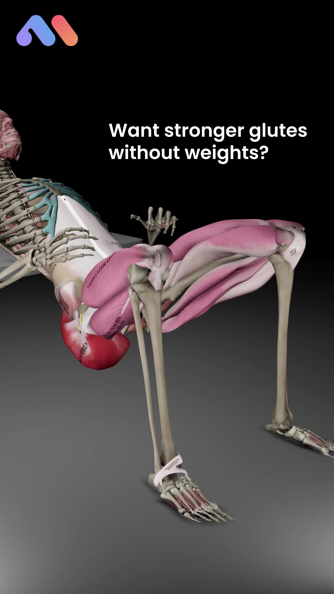 @Muscle & Motion