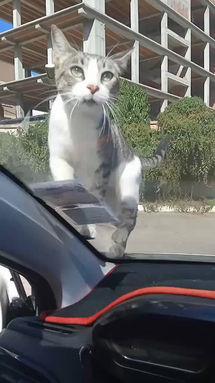 @WAHIIBA KOUBA