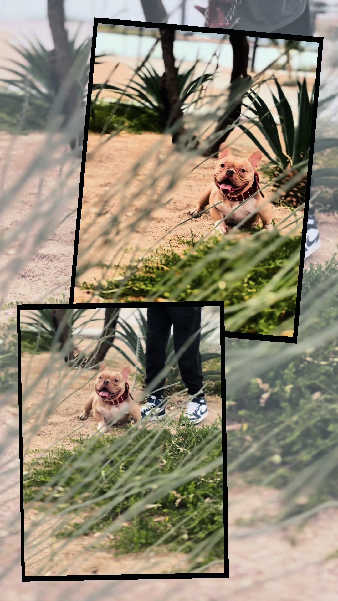 @Boxcitybullys