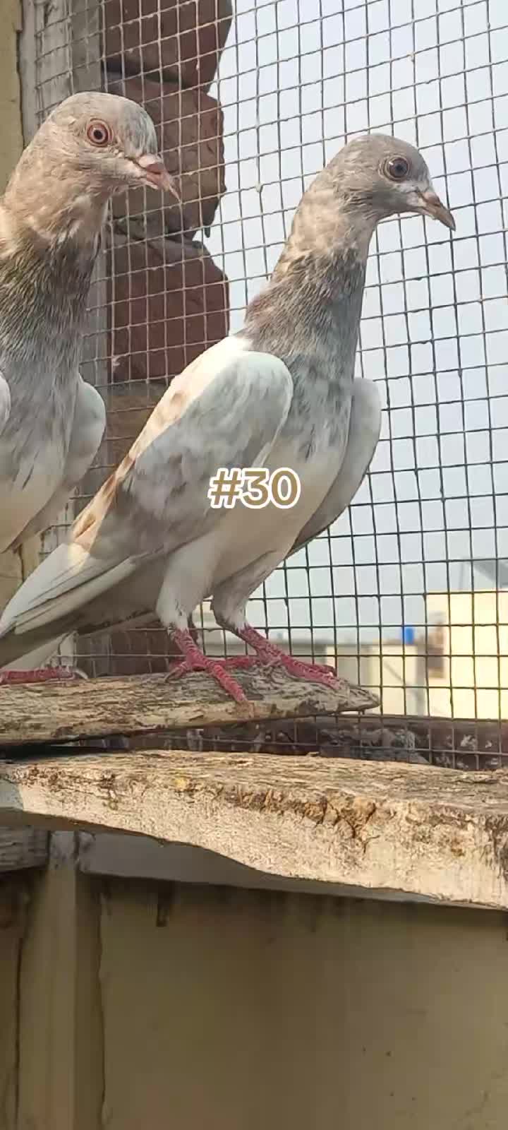 @Ranakasuripigeon