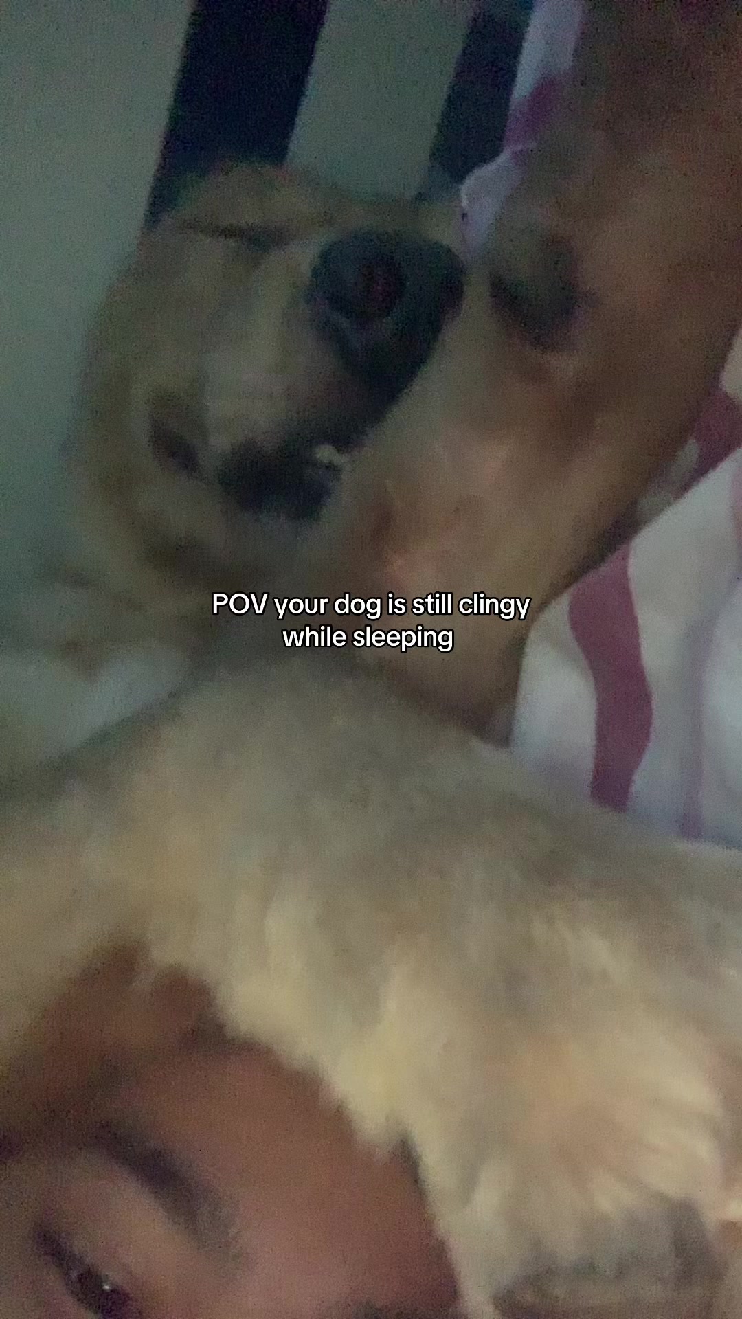 @Elmo 🐶