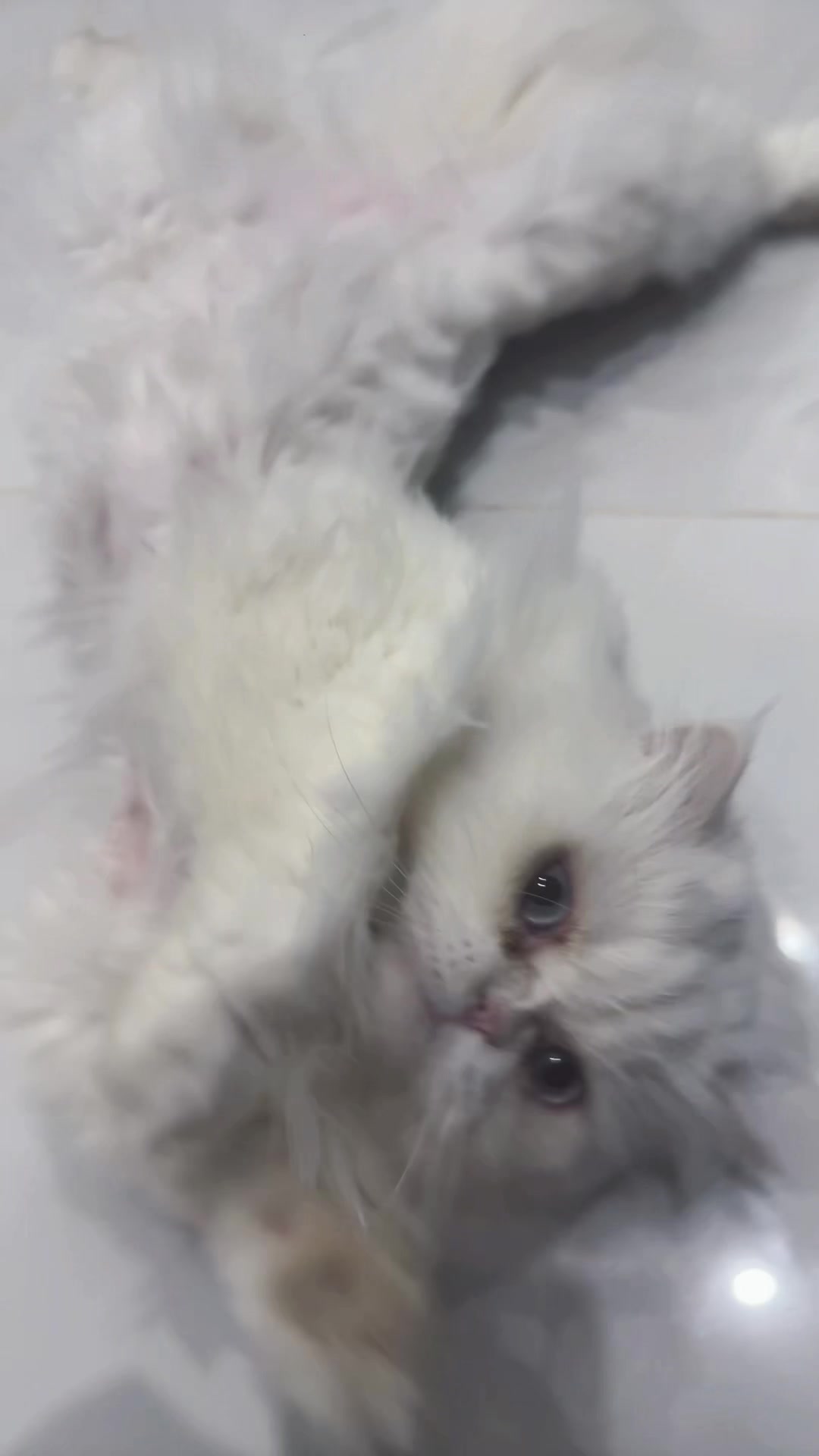 @แมวโง่