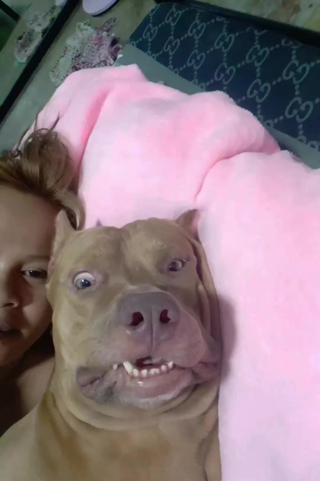 @ISKO THE PITBULL