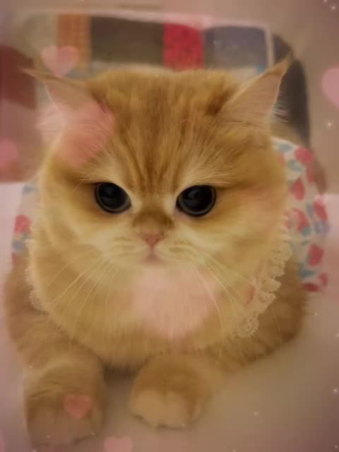 @VyyPilgrim72