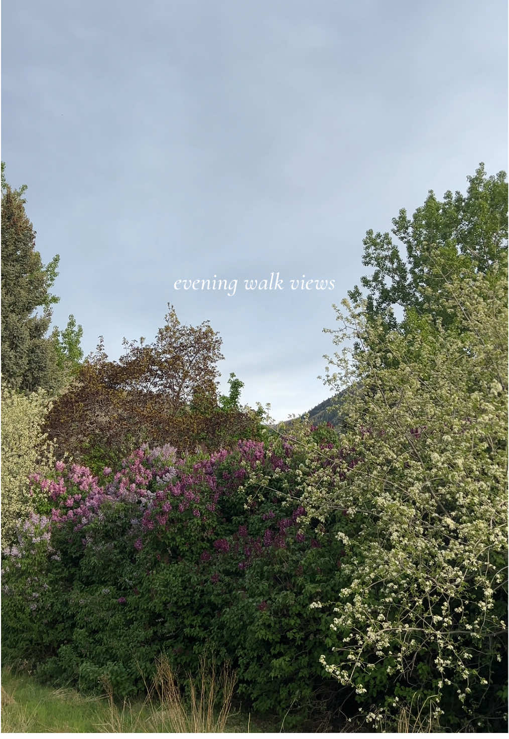 @Audrey 🦢