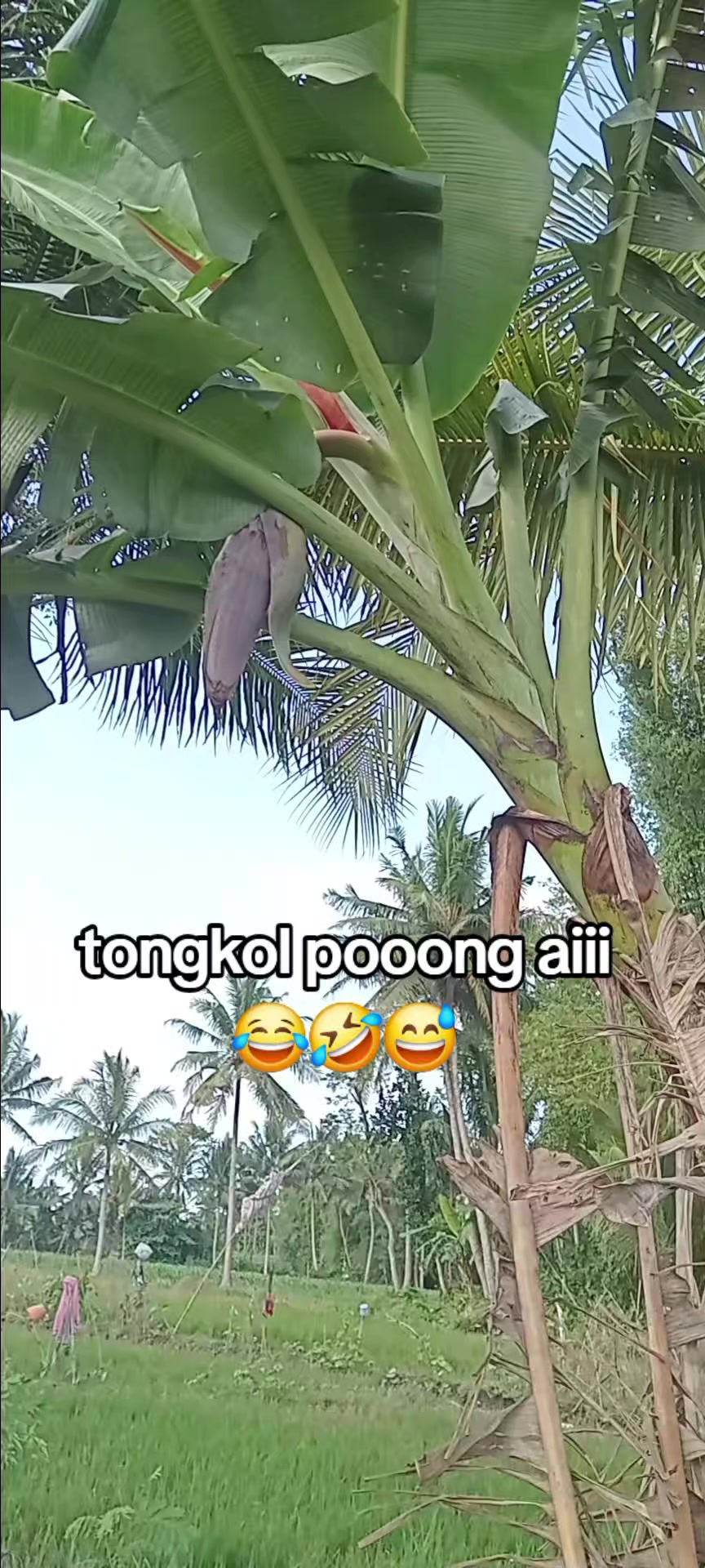 @KAMPONG TOSO