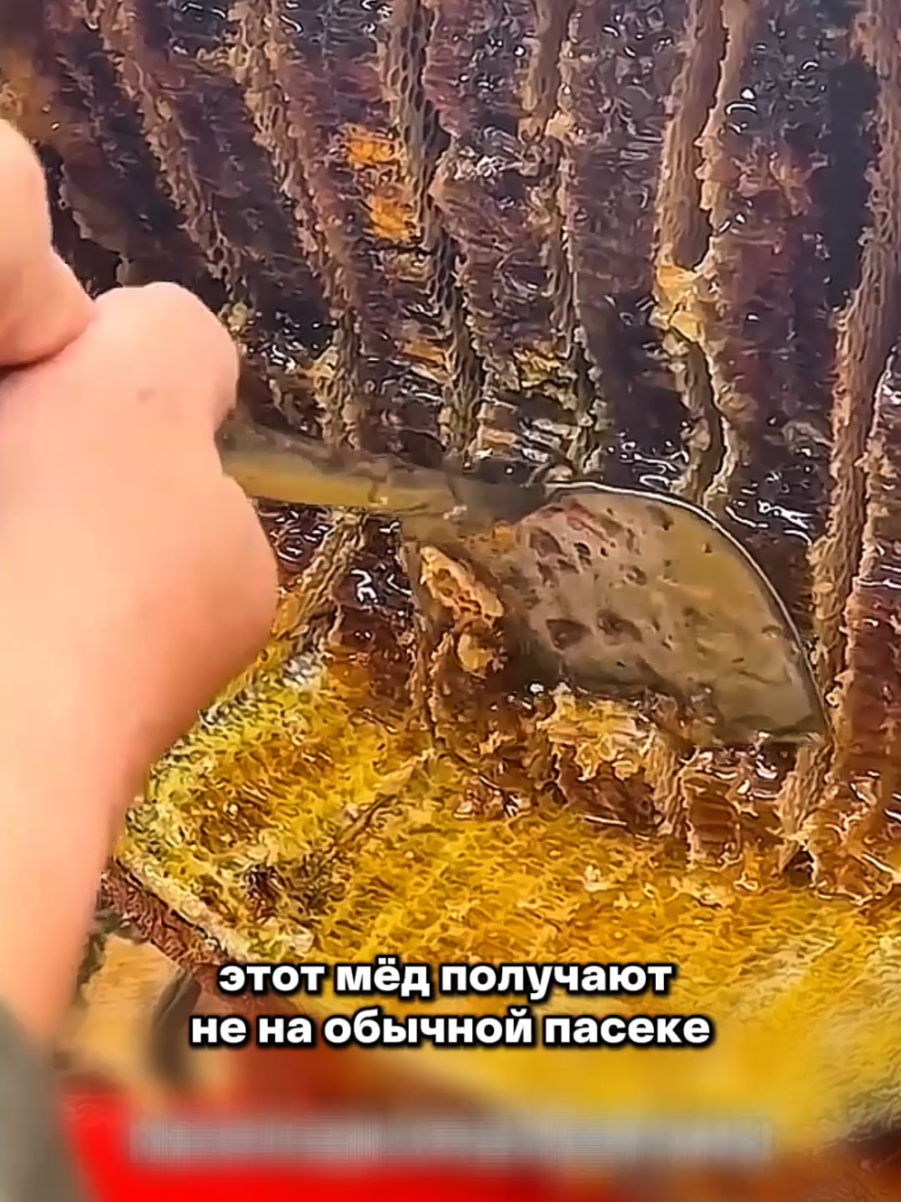 @Igor Ganea