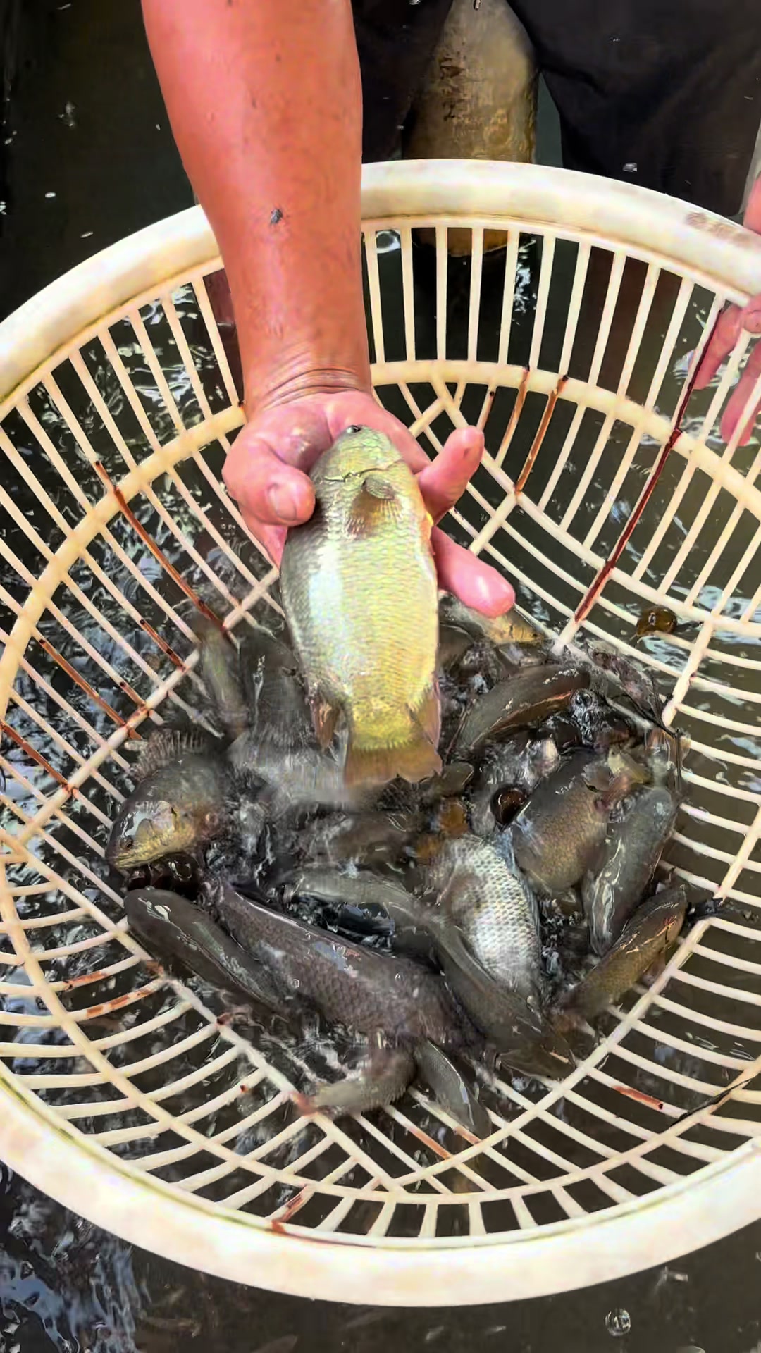 @Trại C&aacute; Giống Quang L&acirc;m