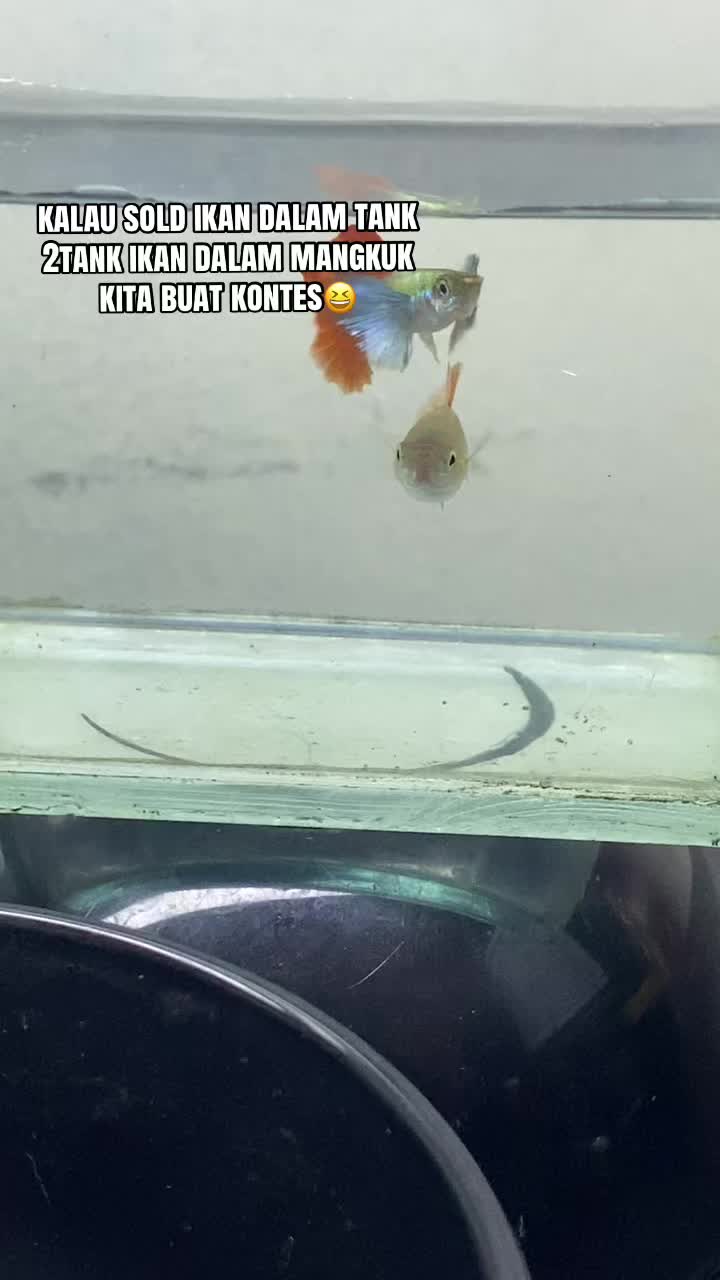 @RULL GUPPY MINI HOUSE🏘️
