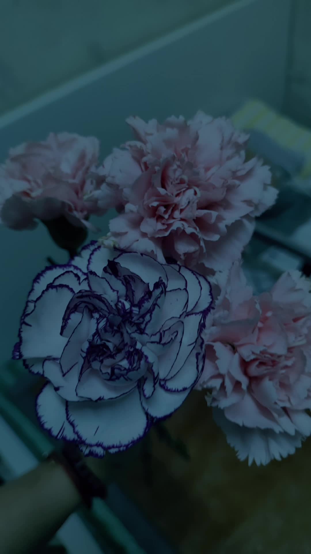 @@DN๐ญ๐ฐ โ