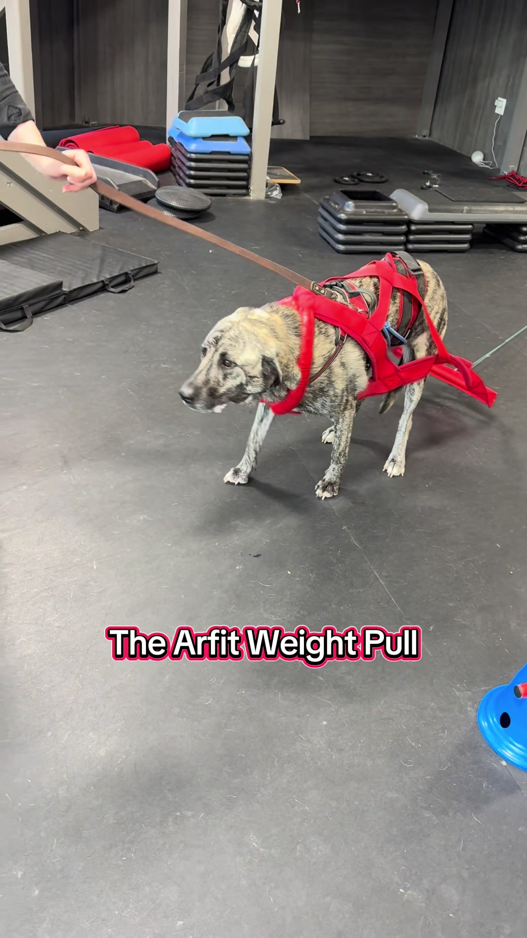 @ArfitDogRehabFitness