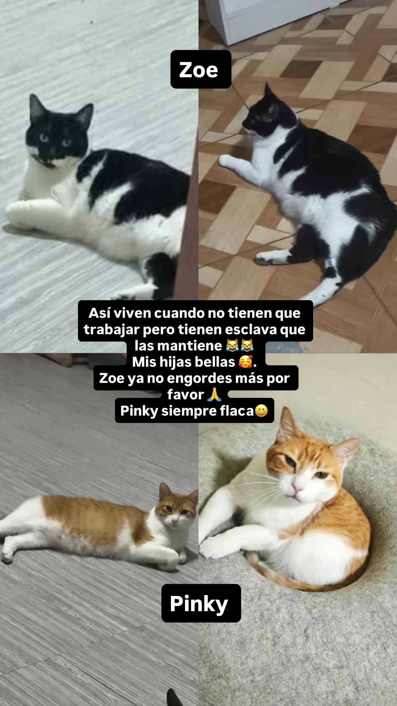 @Pinky😸&Zoe 😸& ApoloCat 😻