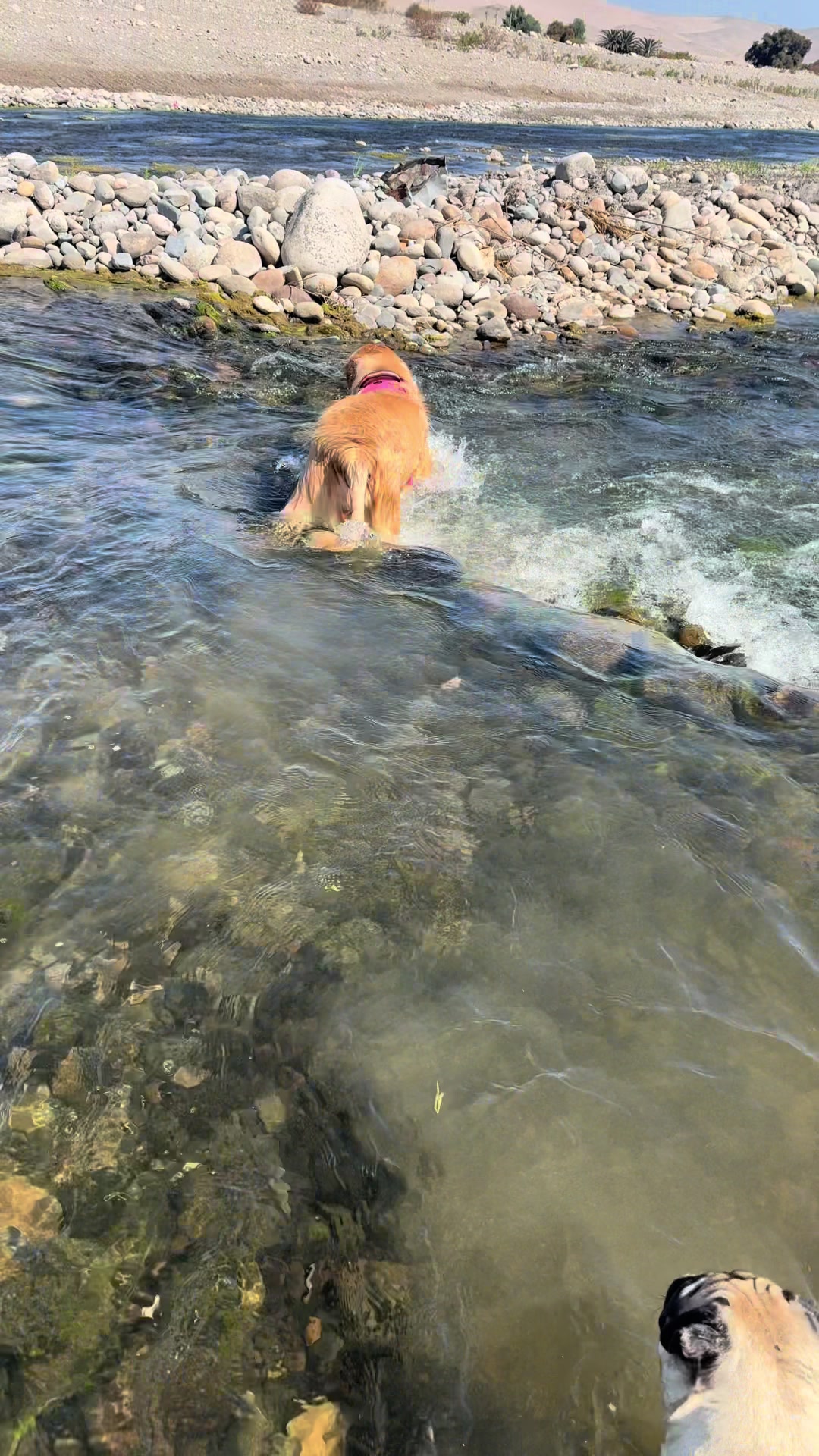 @Moka_lapug