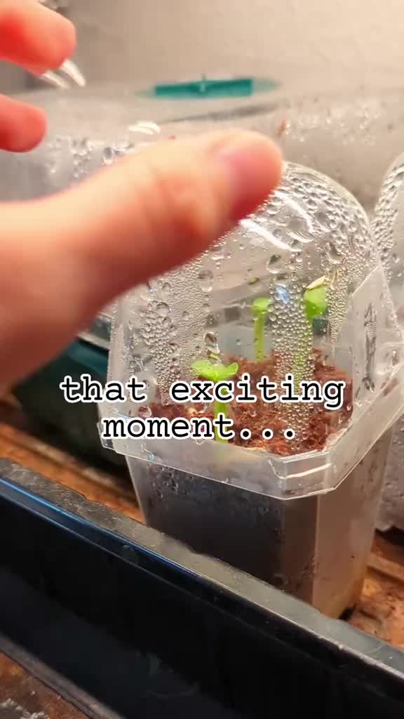 @Plantflix Seeds