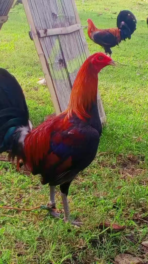 @BONALNOKK🐓