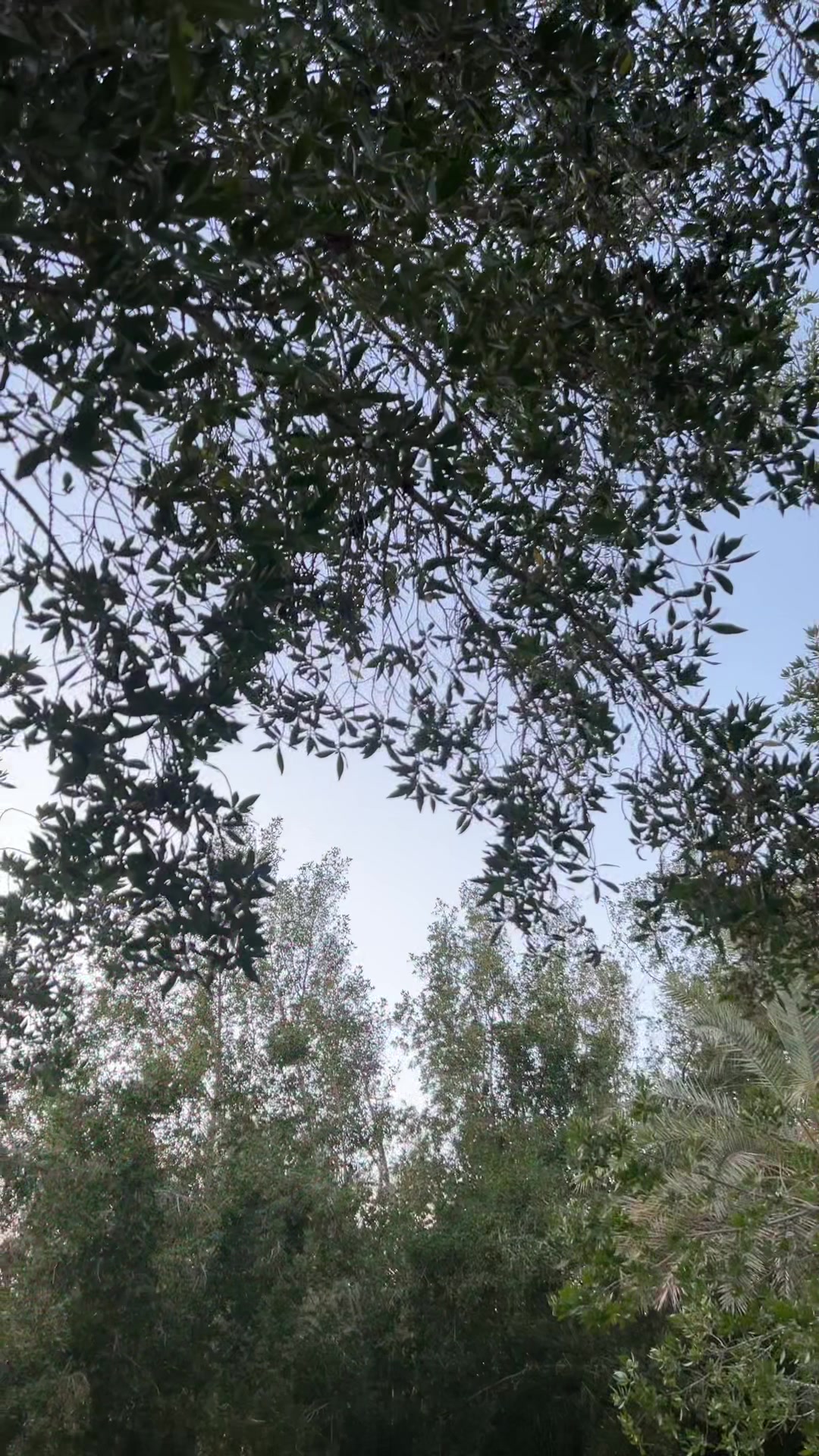 @الـڕڀــمۭ | 𓃗