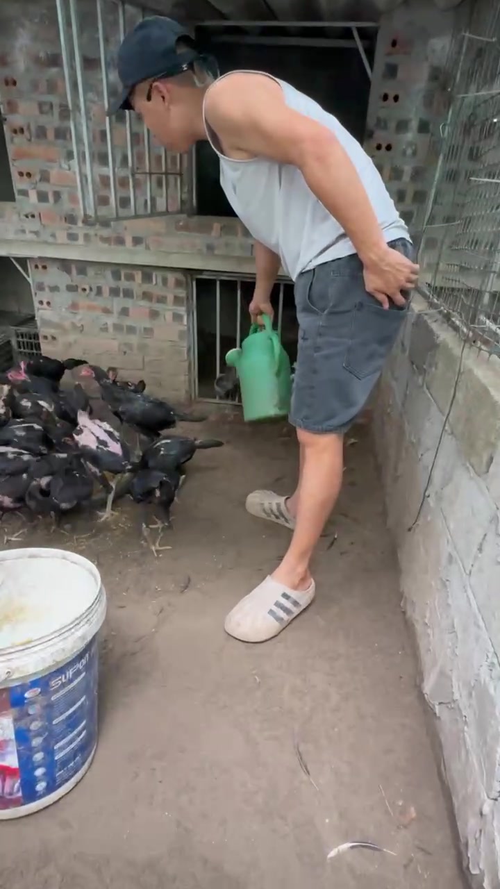 @Thuần Gà Chọi