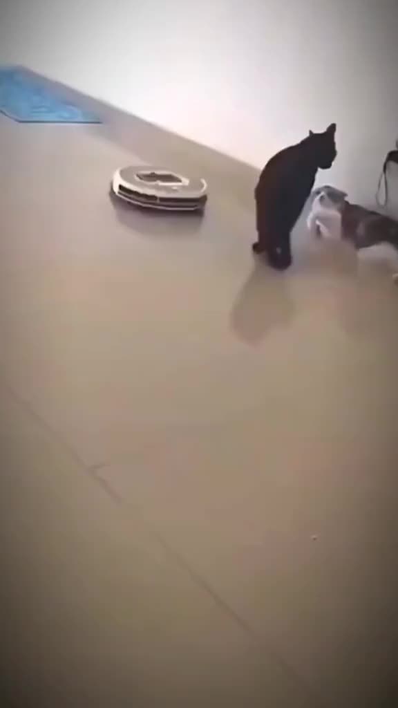 @wolfpacksteffen