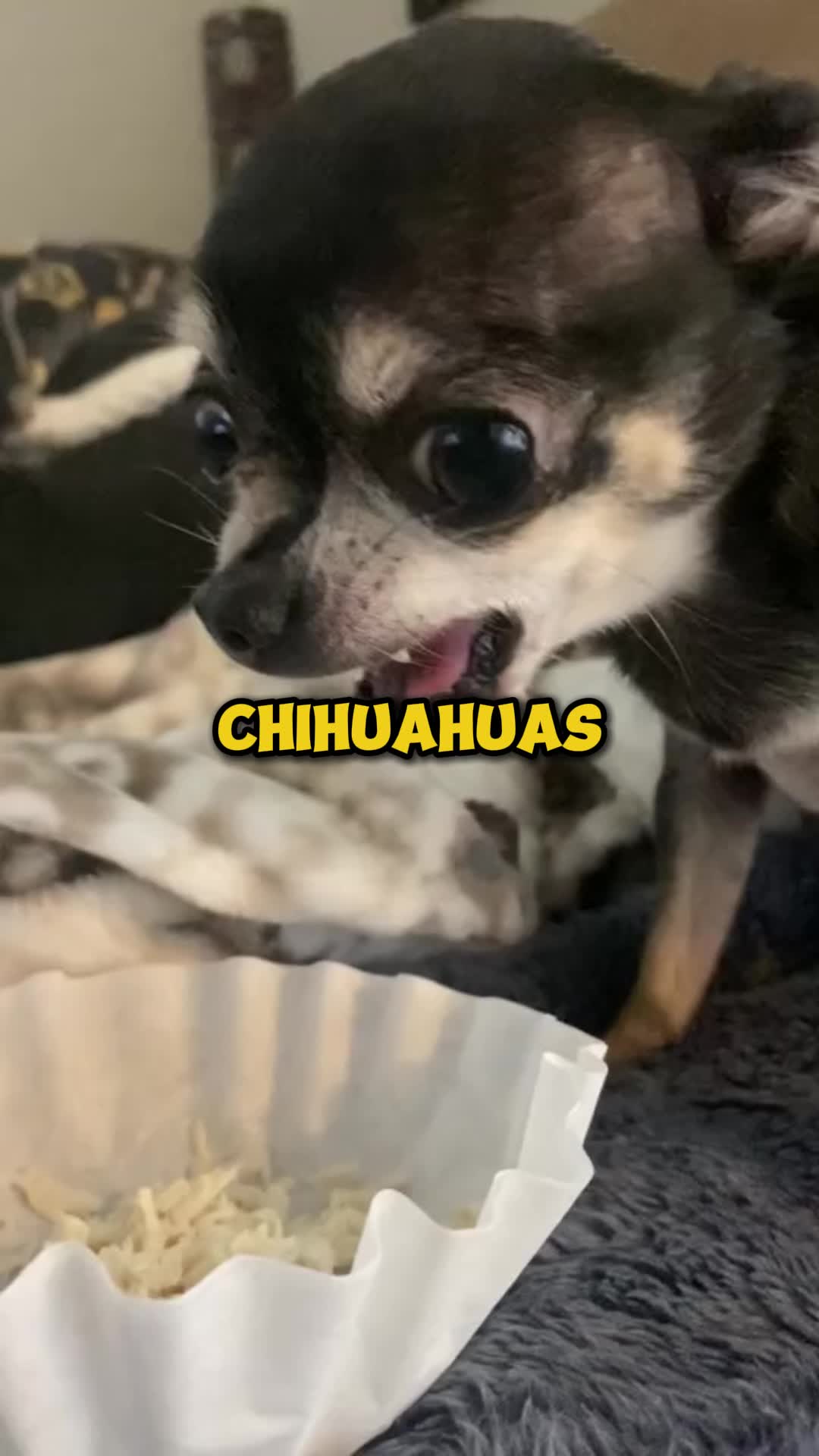 @PawblemsDaily