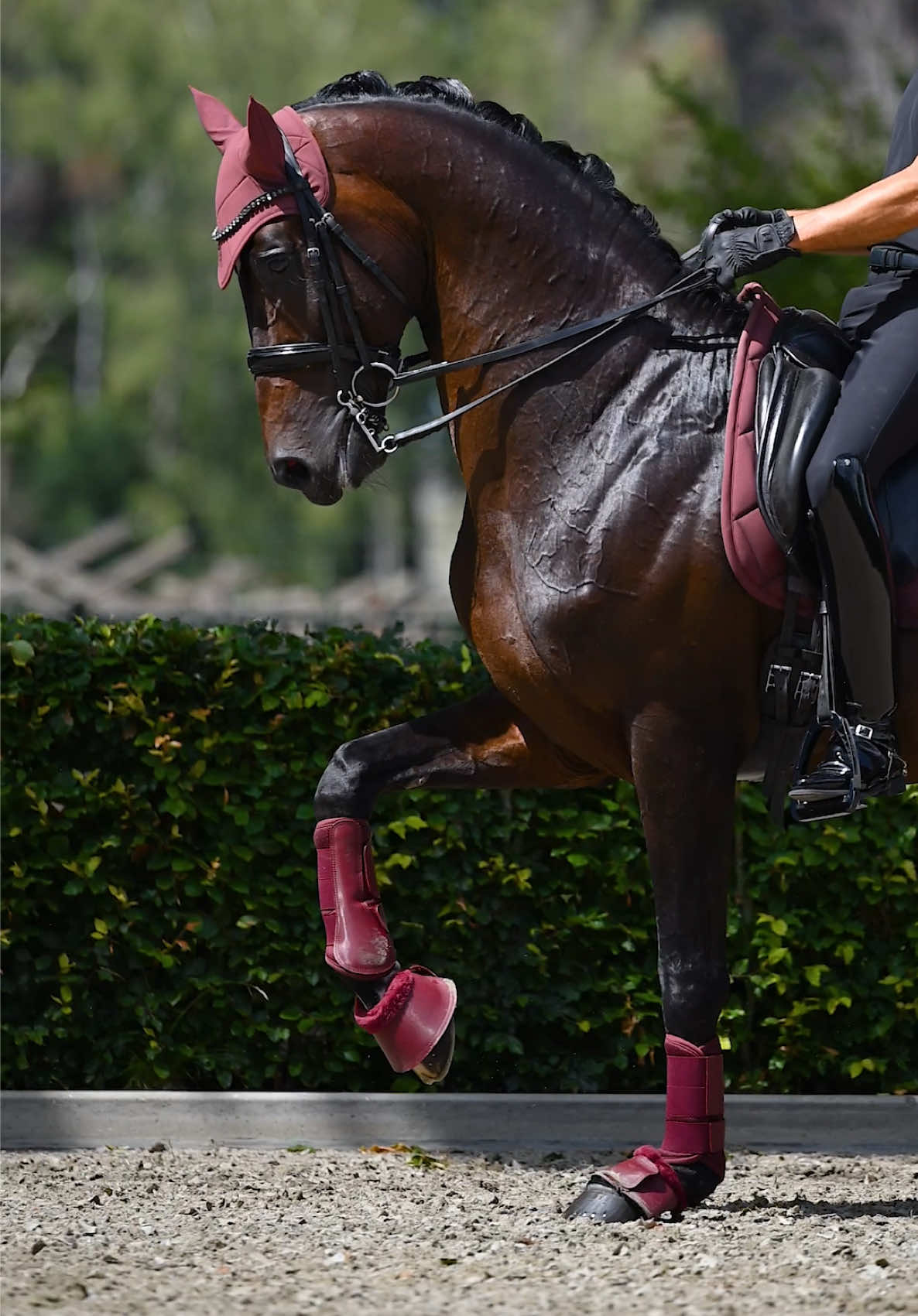 @Maximilian Equestrian