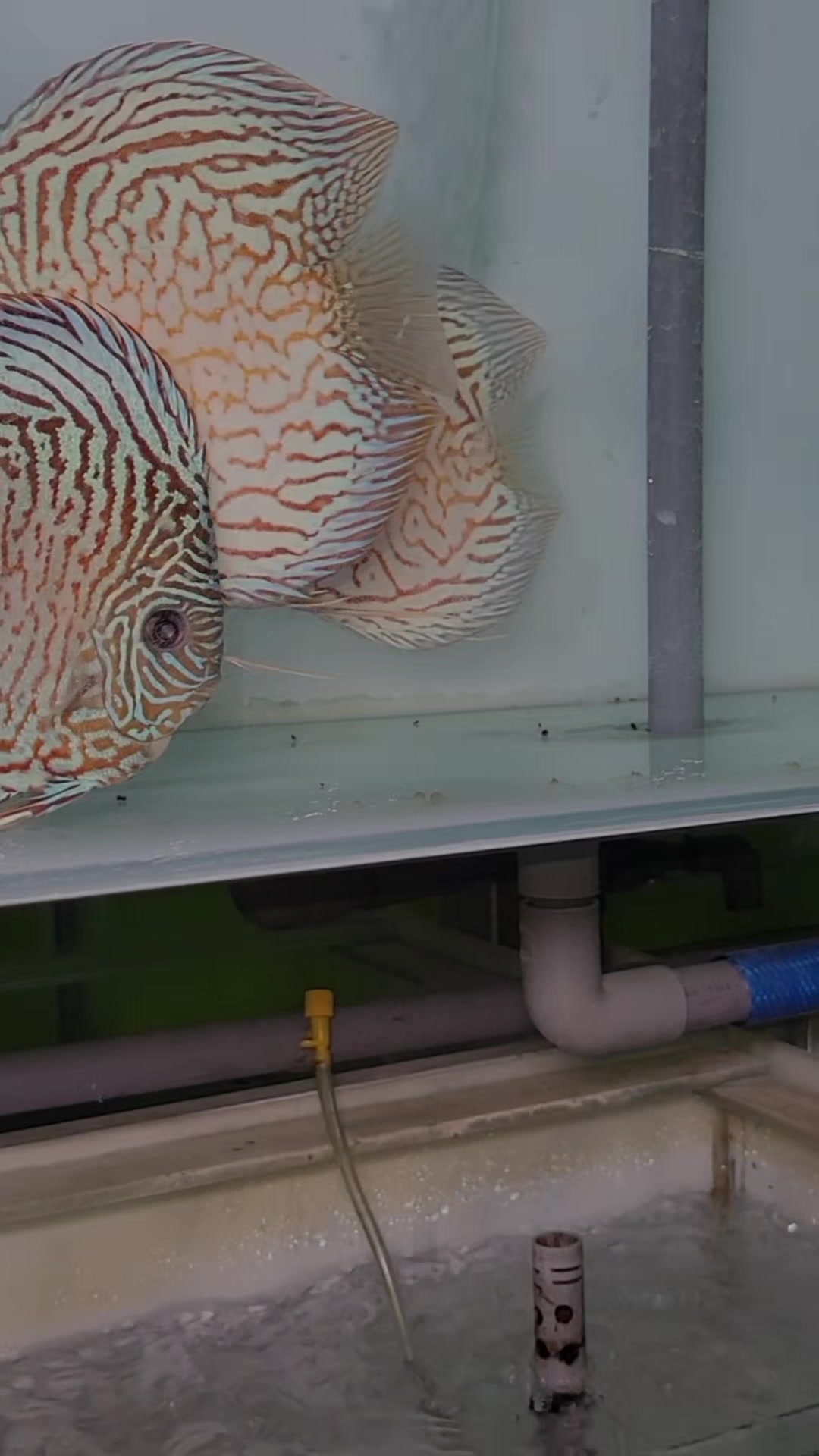 @Discus House Aquarium