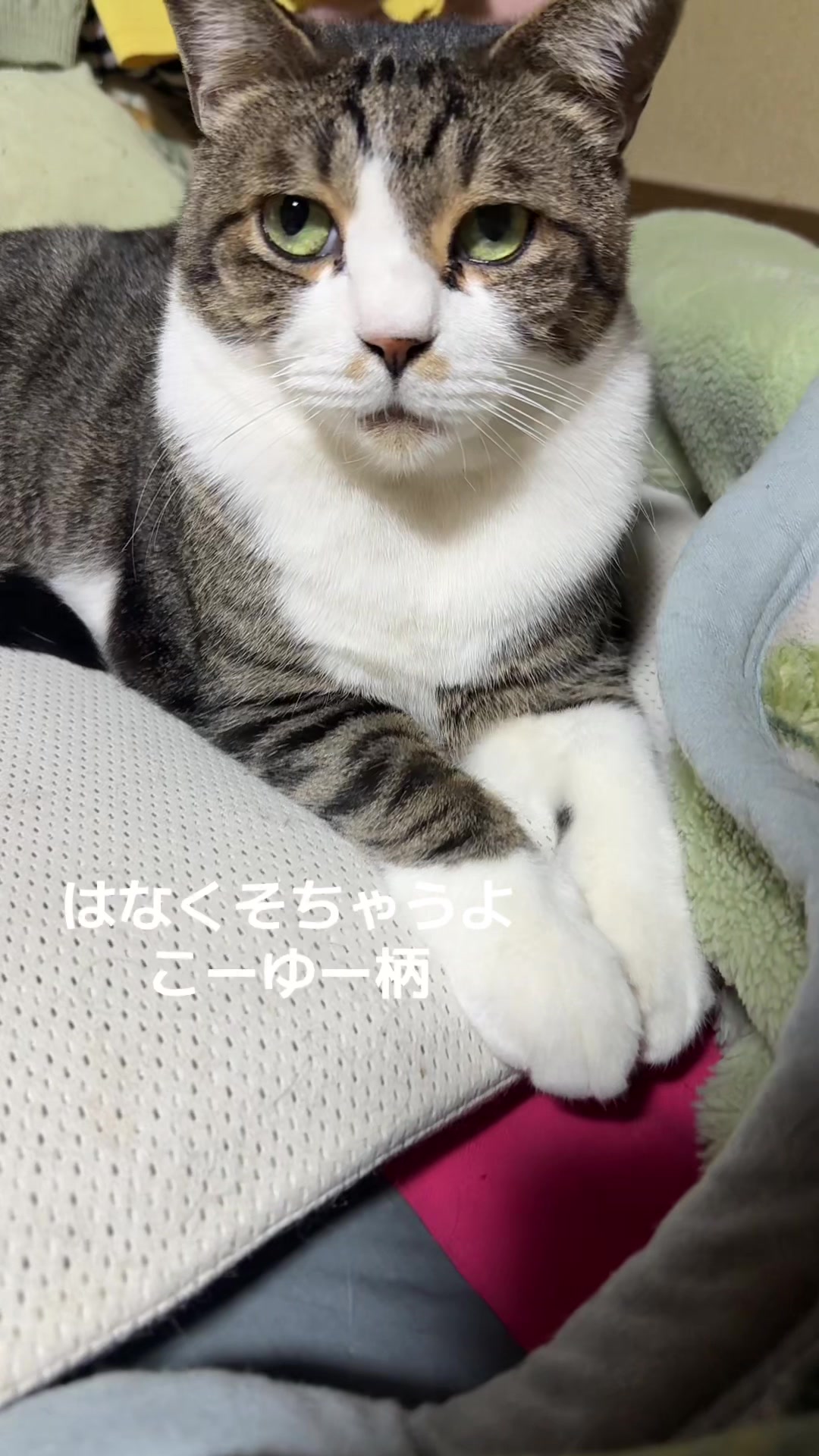 @Fujitani