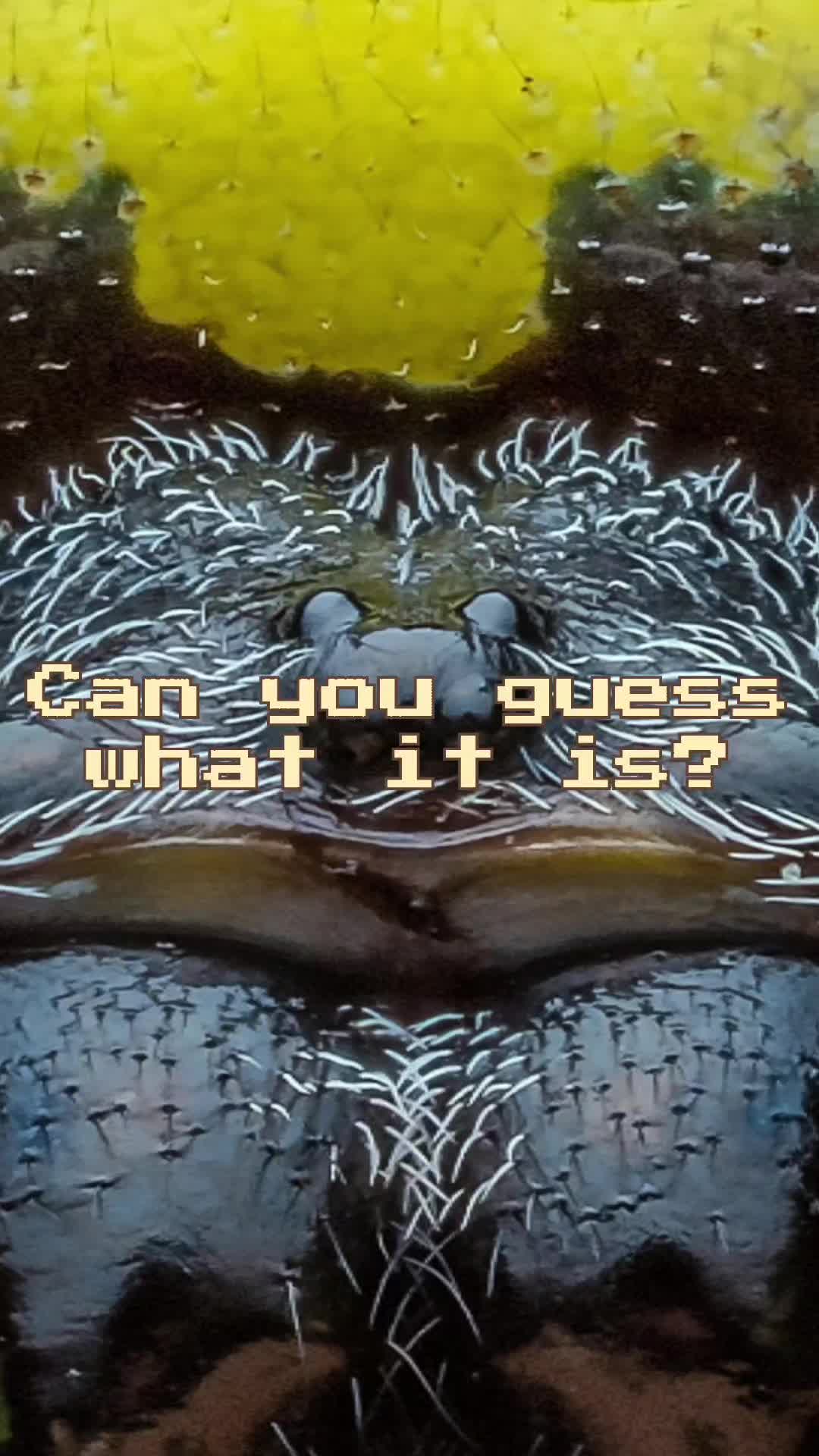 @weemadbeasties