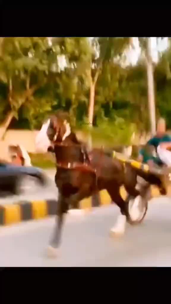 @🐴 گھوڑا شوق 🐴