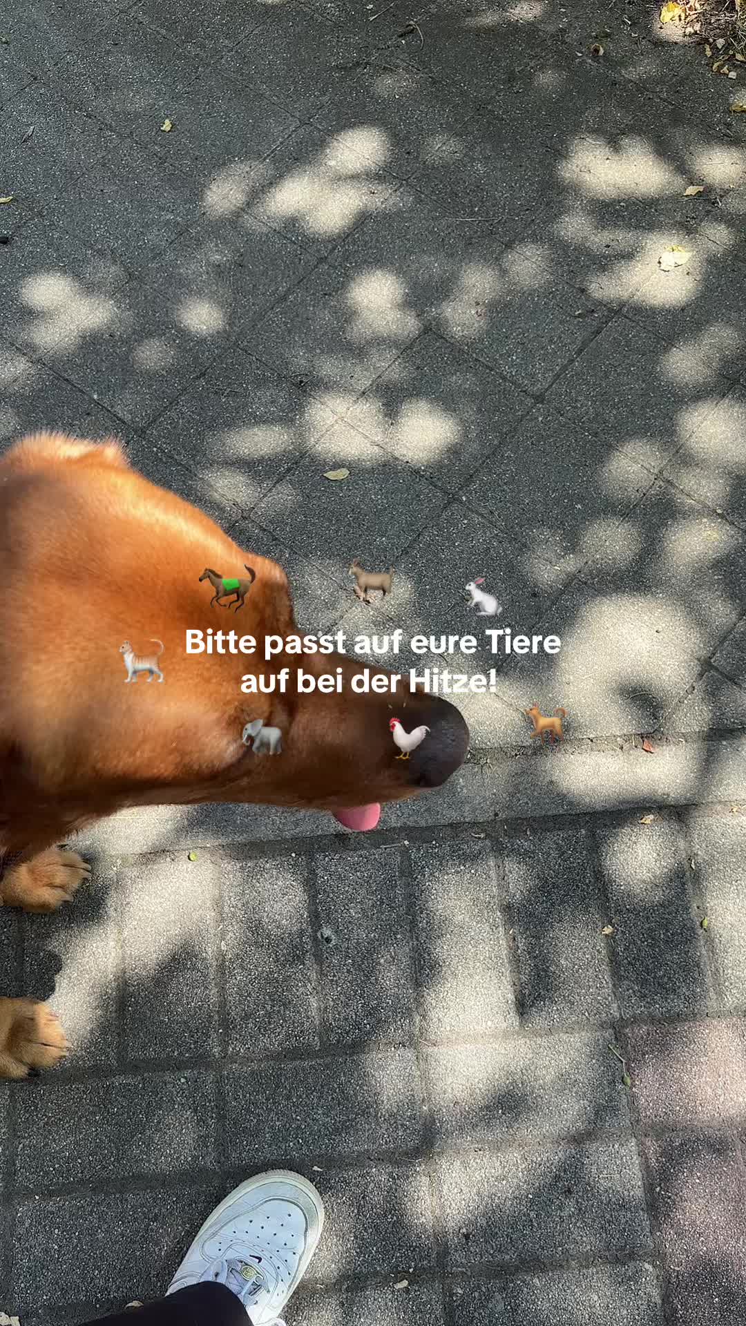 @Alice
