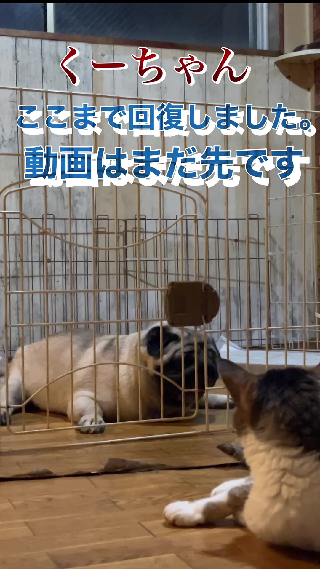 @kksuke