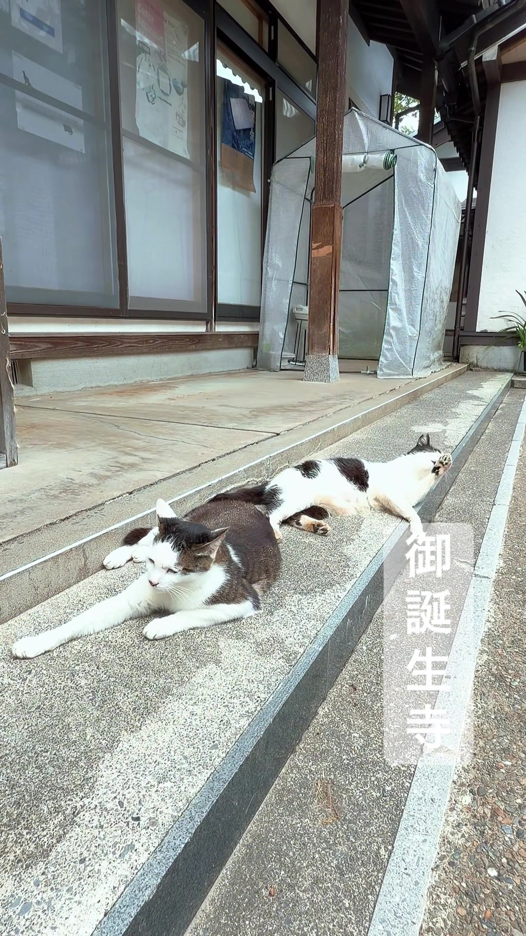 @megu:
