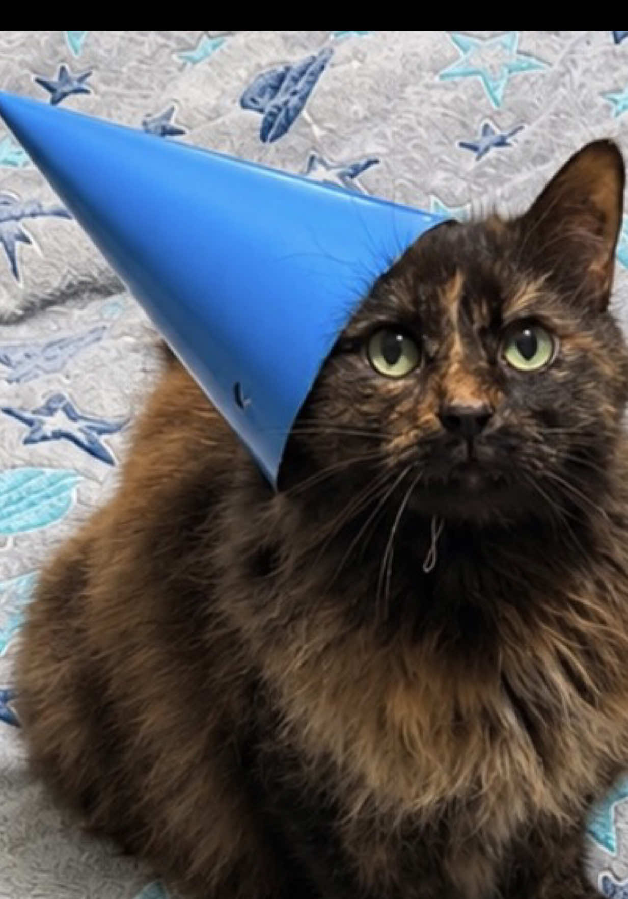 @Teefie_tribe 🐈⬛🐈⬛🐈🦷🦷