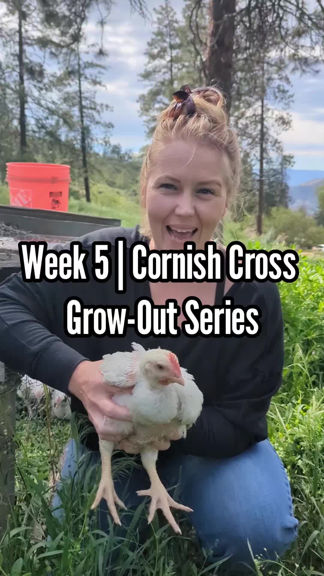 @MountainSpringHomestead